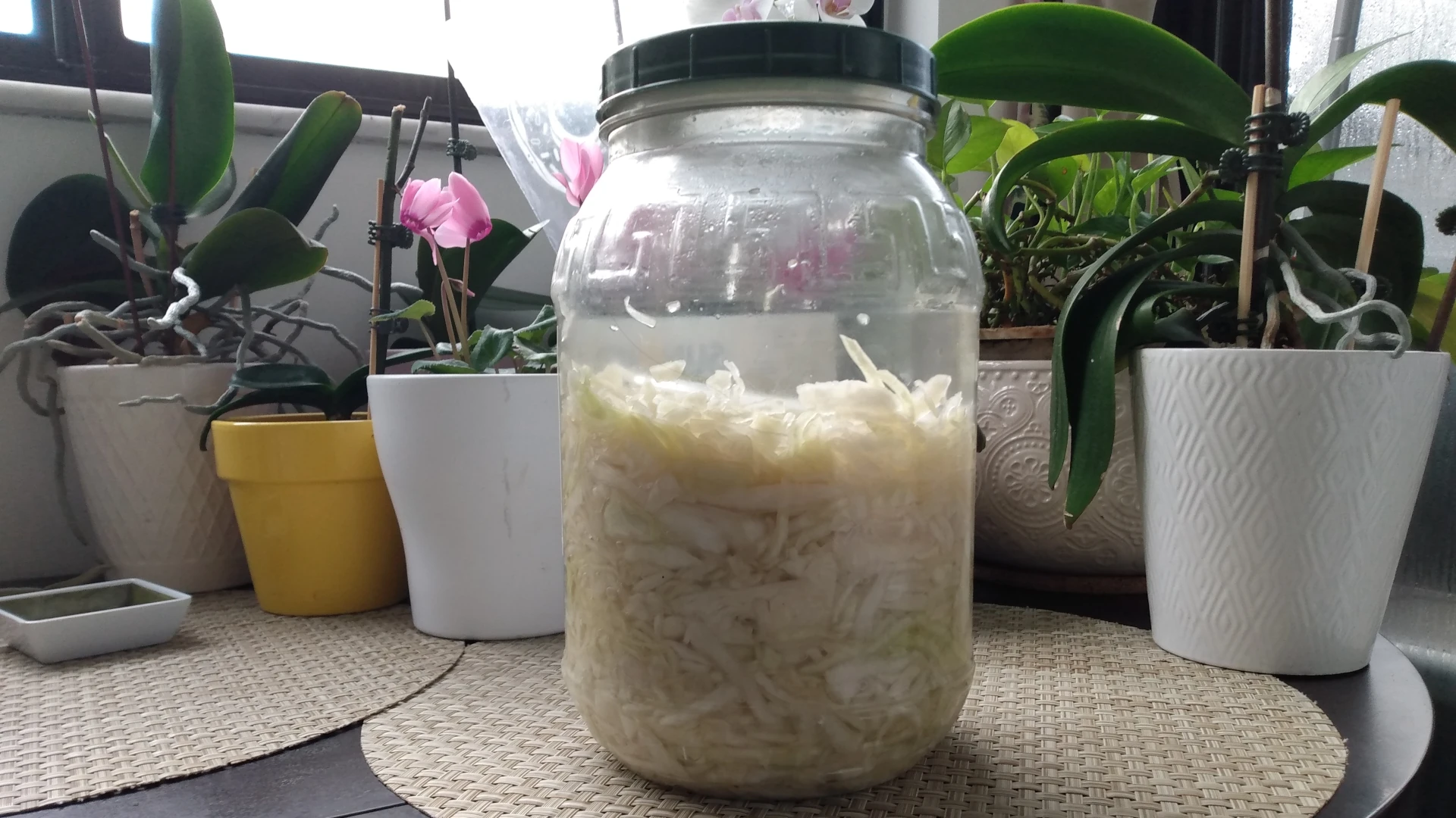 Simple Sauerkraut Made at Home